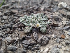 Glyptopleura marginata