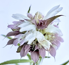 Monarda citriodora