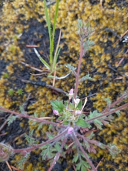 Collomia heterophylla
