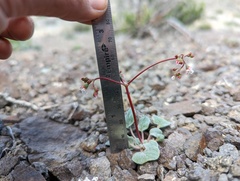Eriogonum nutans nutans