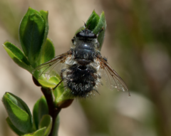 Tachina ursina