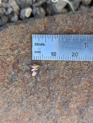 Eriogonum nutans nutans