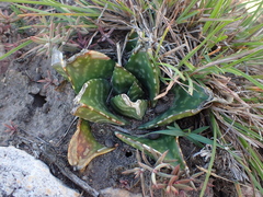 Gasteria nitida