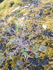 Collomia heterophylla