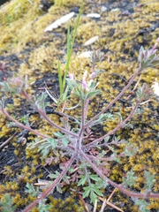 Collomia heterophylla