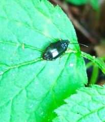 Gonodera luperus