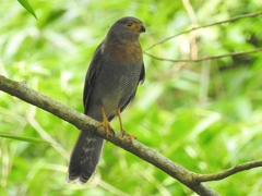 Micrastur ruficollis