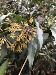 Cestrum parqui