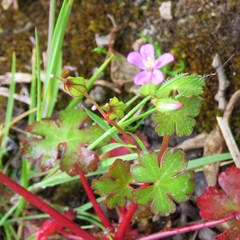 Geranium lucidum