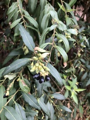 Cestrum parqui