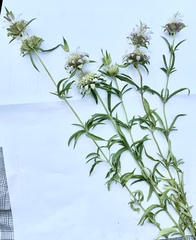 Monarda citriodora