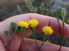 Senecio othonniflorus