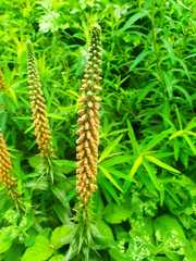 Digitalis parviflora