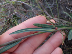 Senecio othonniflorus