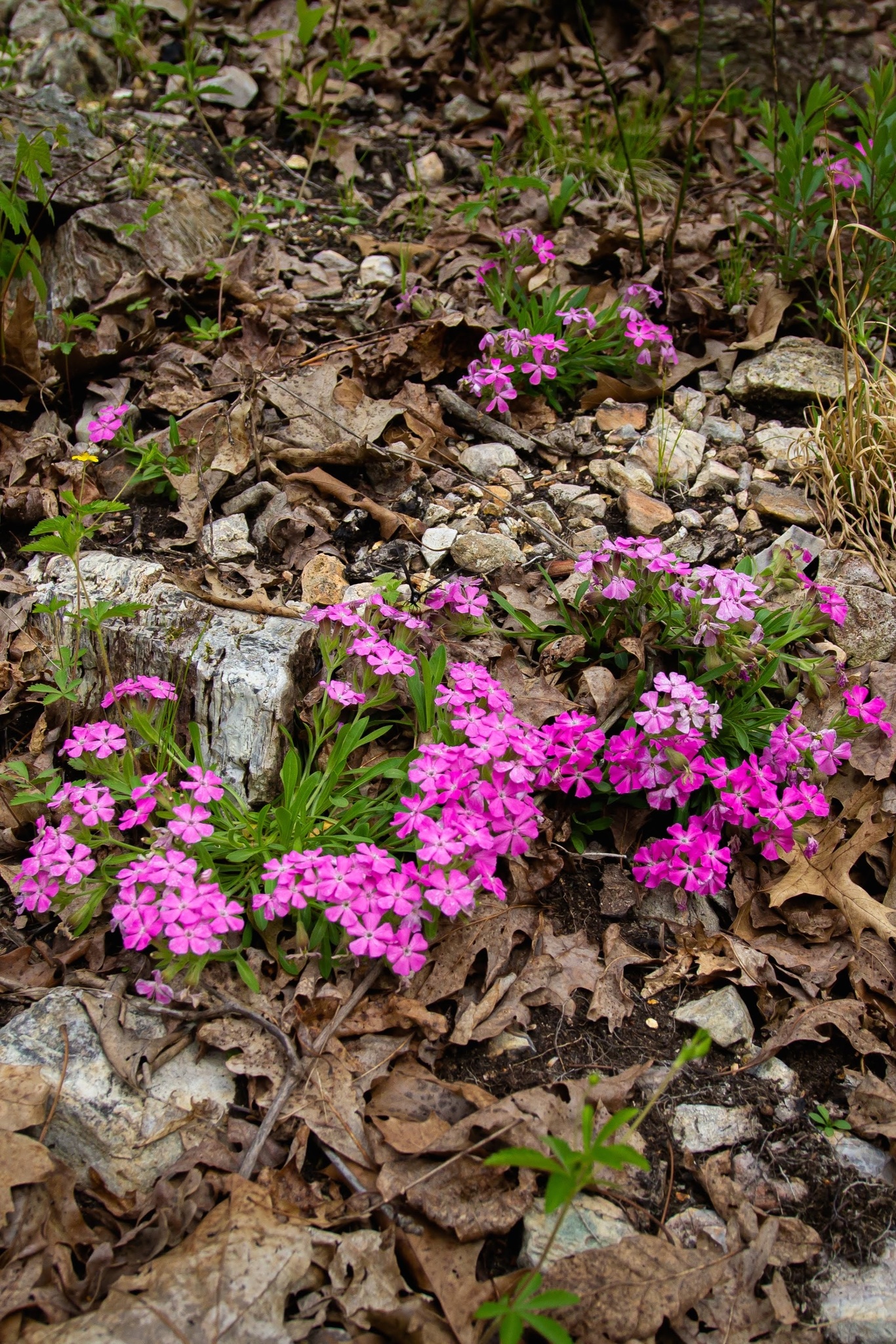 Silene caroliniana ssp. wherryi