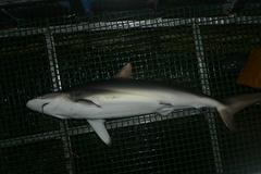 Carcharhinus falciformis