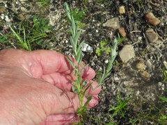 Evolvulus nuttallianus