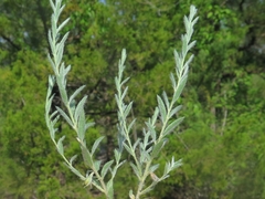 Evolvulus nuttallianus