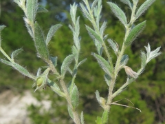 Evolvulus nuttallianus