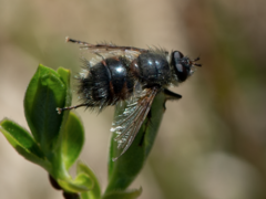 Tachina ursina