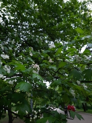 Crataegus