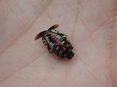 Clinteria chloronota