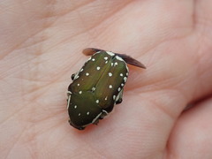 Clinteria chloronota