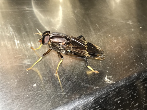 Pantophthalmidae