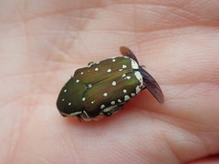 Clinteria chloronota