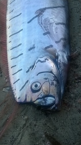 Atlantic Bonito (Sarda sarda) — Scombridae