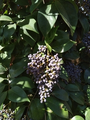 Ligustrum lucidum