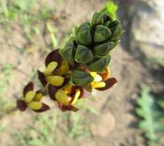 Eulophia parviflora