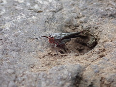 Euscelimena gavialis