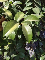 Ligustrum lucidum