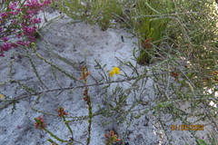 Aspalathus microphylla