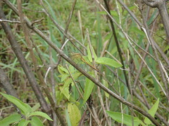 Orthetrum luzonicum