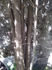 Ligustrum lucidum