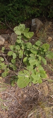 Annona senegalensis