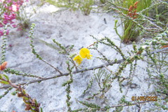 Aspalathus microphylla