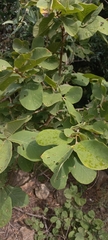 Annona senegalensis
