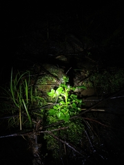 Cardamine breweri
