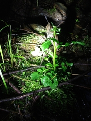 Cardamine breweri