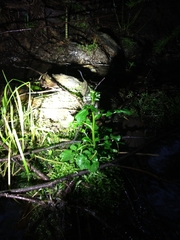 Cardamine breweri