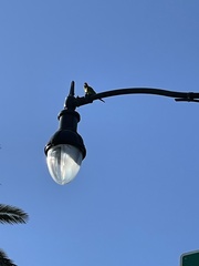 Psittacara erythrogenys