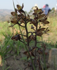 Eulophia clitellifera
