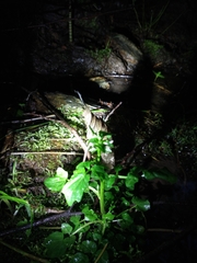 Cardamine breweri