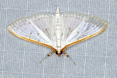 Palpita warrenalis