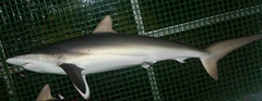 Carcharhinus falciformis