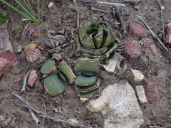 Gasteria nitida