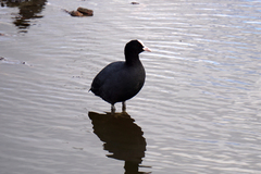 Fulica atra